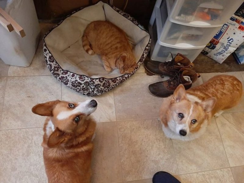 25 Corgi who is very dissatisfied with the behavior of their hosts