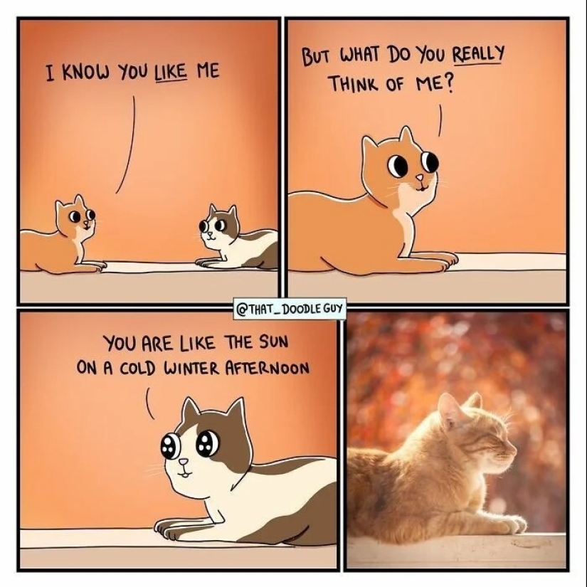 25 cute comics based on photo memes about animals