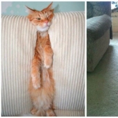 25 de Mascotas que no tienen idea de cómo los muebles