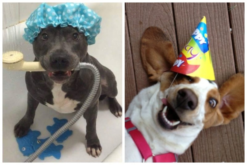 25 dogs that will make your day happier