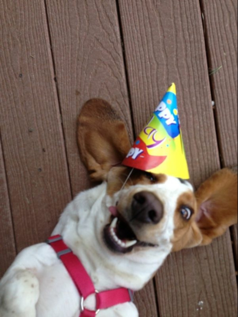 25 dogs that will make your day happier