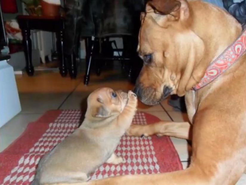 25 dogs that will make your day happier