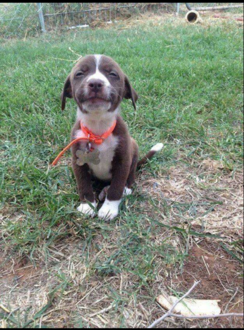 25 dogs that will make your day happier