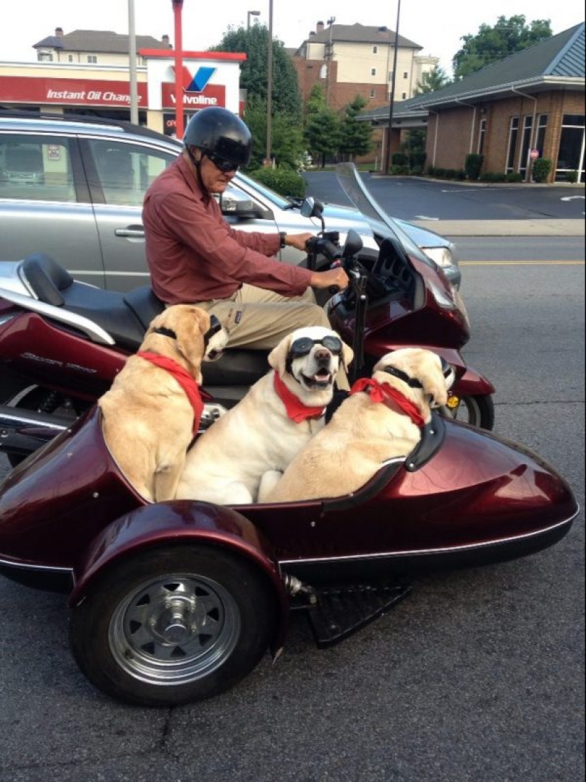 25 dogs that will make your day happier