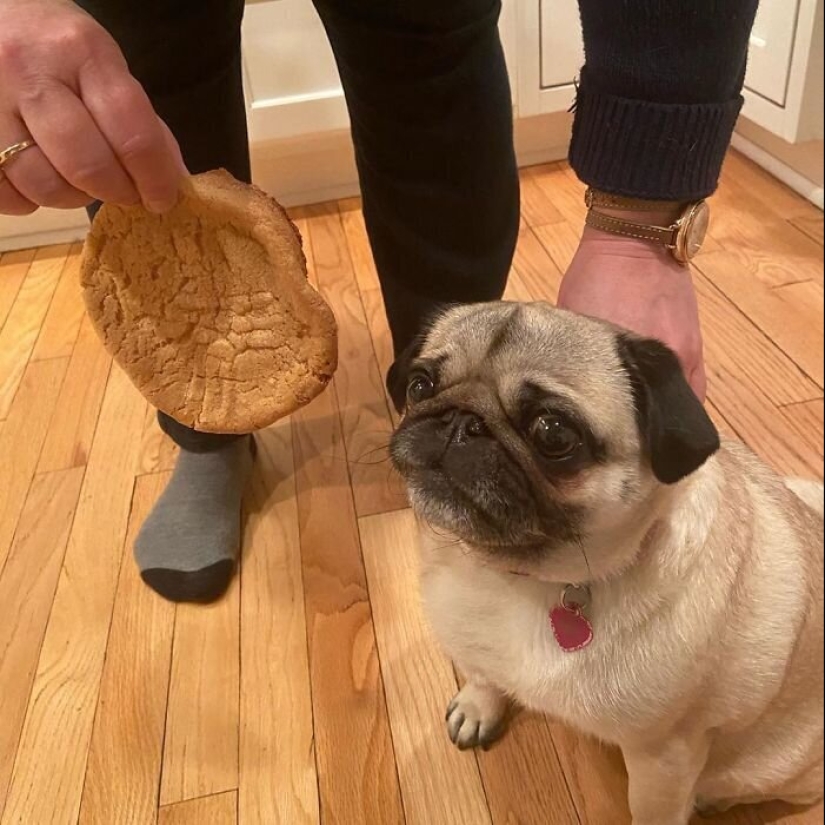 25 ejemplos de cuarentena de hornear, la cual no