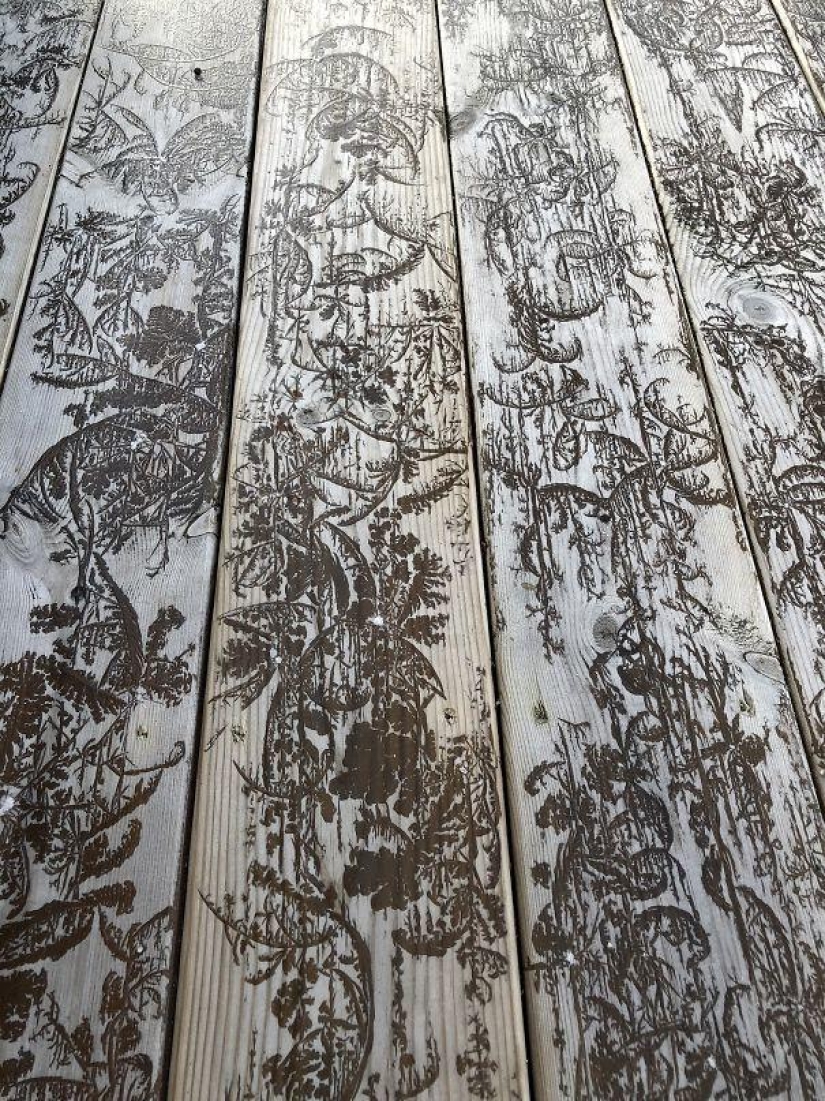 25 examples when nature has created beautiful works of art 25 examples when nature has created beautiful works of art