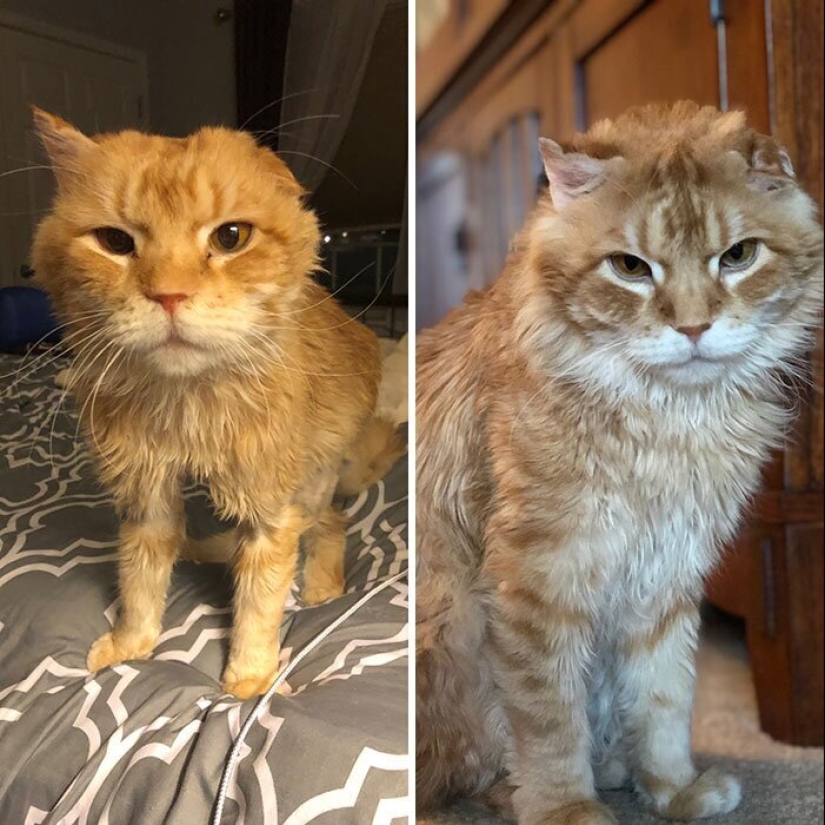 25 fotos de gatos antes y después de que fueron recogidos de la calle