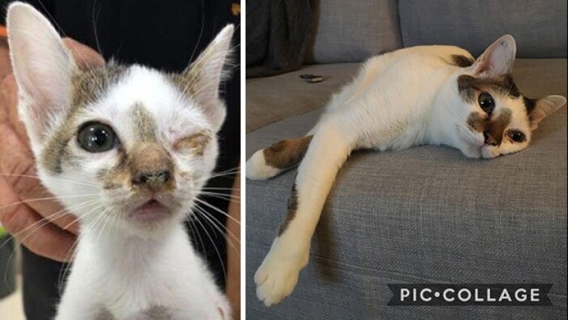25 fotos de gatos antes y después de que fueron recogidos de la calle