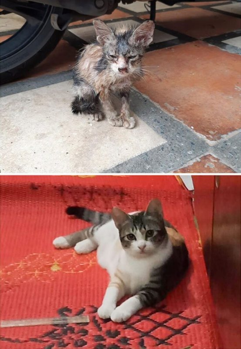 25 fotos de gatos antes y después de que fueron recogidos de la calle