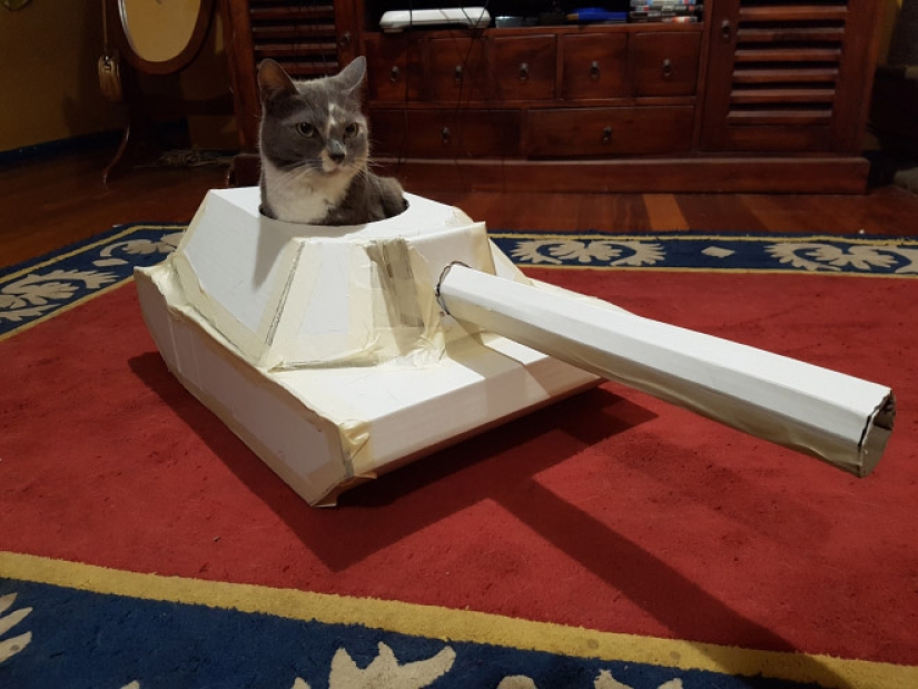 25 fotos divertidas de gatos en tanques de cartón que capturaron las redes sociales