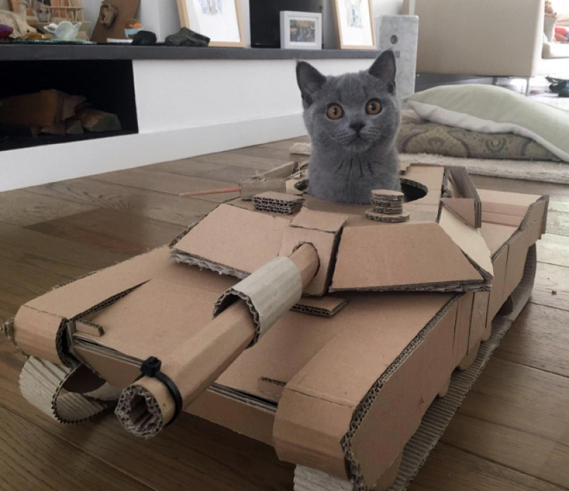 25 fotos divertidas de gatos en tanques de cartón que capturaron las redes sociales