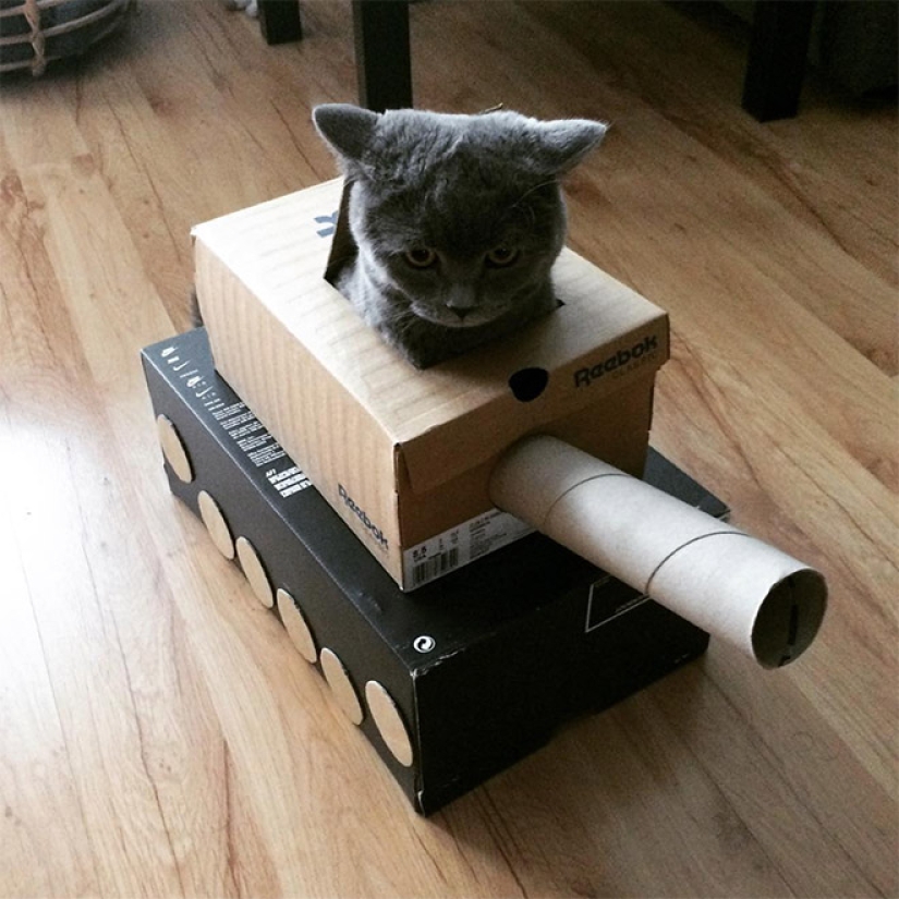25 fotos divertidas de gatos en tanques de cartón que capturaron las redes sociales