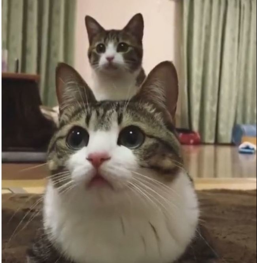 25 fotos donde toda la diversión que sucede en el fondo 25 fotos donde toda la diversión que sucede en el fondo