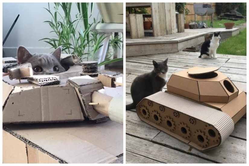 25 funny photos of cats in cardboard tanks that captured social networks 25 funny photos of cats in cardboard tanks that captured social networks