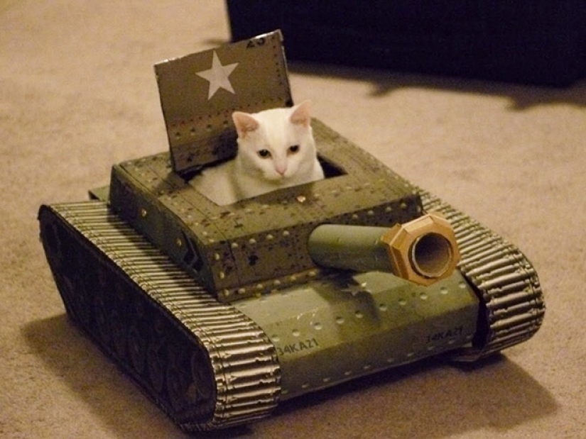 25 funny photos of cats in cardboard tanks that captured social networks 25 funny photos of cats in cardboard tanks that captured social networks
