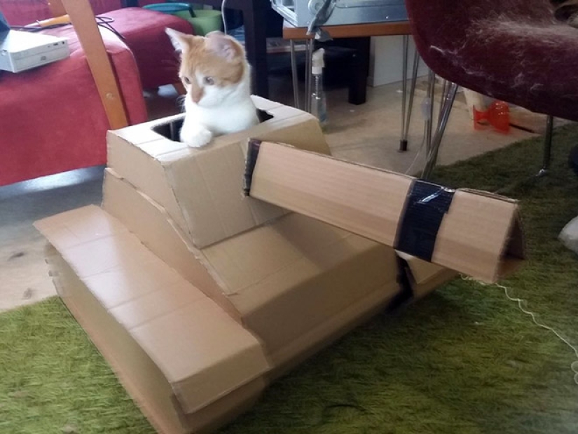 25 funny photos of cats in cardboard tanks that captured social networks 25 funny photos of cats in cardboard tanks that captured social networks