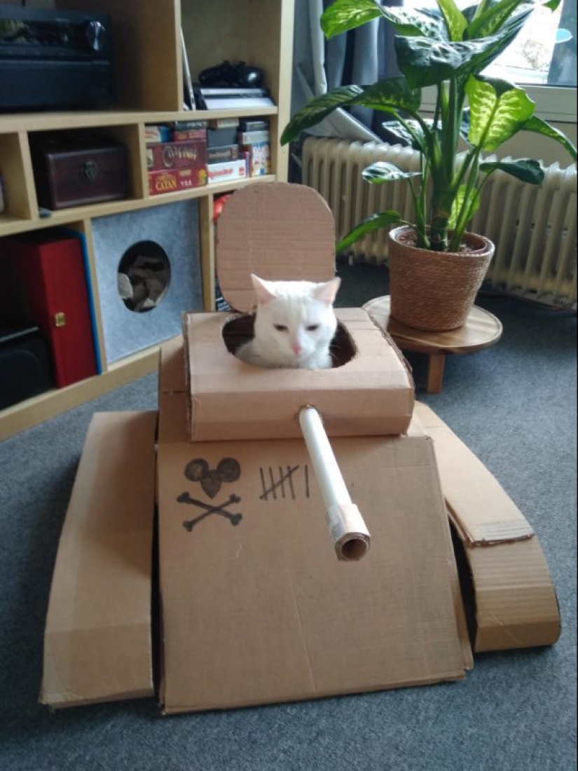 25 funny photos of cats in cardboard tanks that captured social networks 25 funny photos of cats in cardboard tanks that captured social networks
