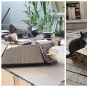 25 funny photos of cats in cardboard tanks that captured social networks