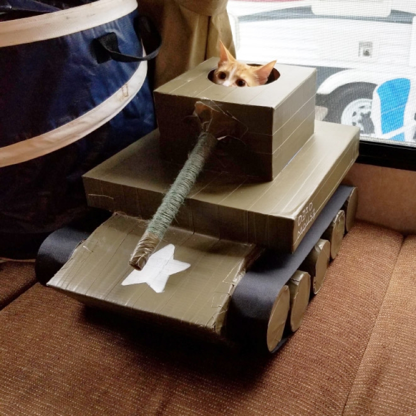25 funny photos of cats in cardboard tanks that captured social networks 25 funny photos of cats in cardboard tanks that captured social networks