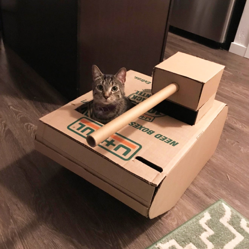 25 funny photos of cats in cardboard tanks that captured social networks 25 funny photos of cats in cardboard tanks that captured social networks
