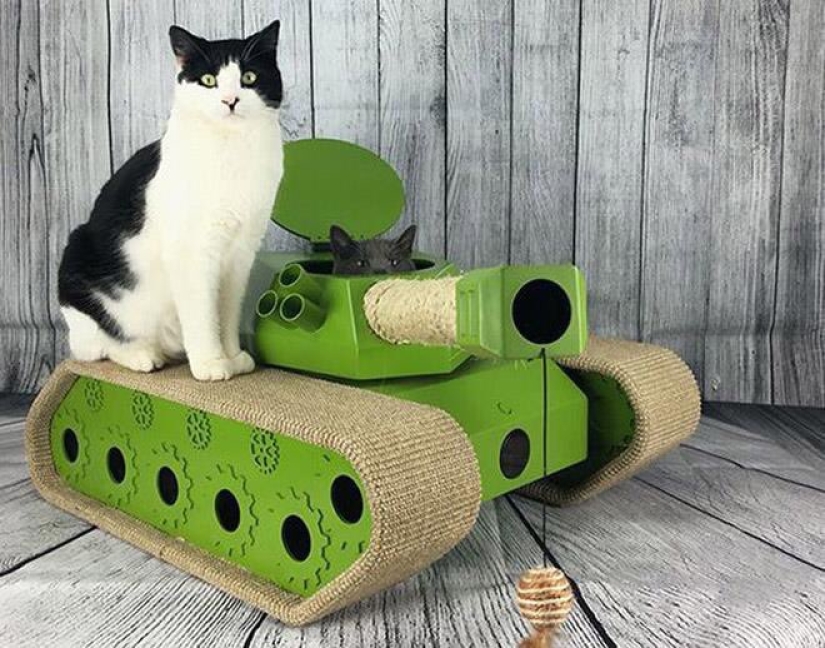 25 funny photos of cats in cardboard tanks that captured social networks 25 funny photos of cats in cardboard tanks that captured social networks