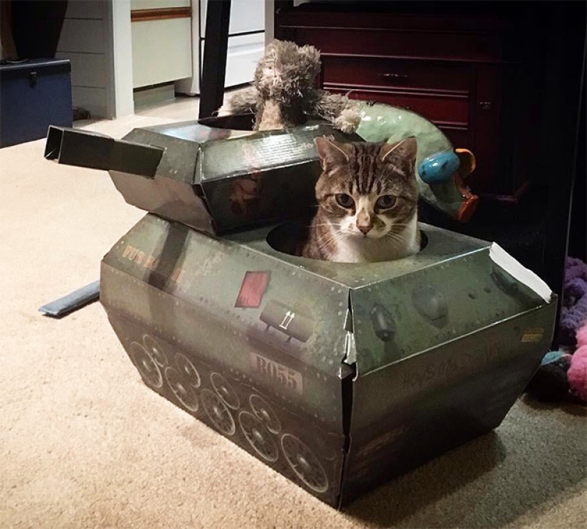 25 funny photos of cats in cardboard tanks that captured social networks 25 funny photos of cats in cardboard tanks that captured social networks