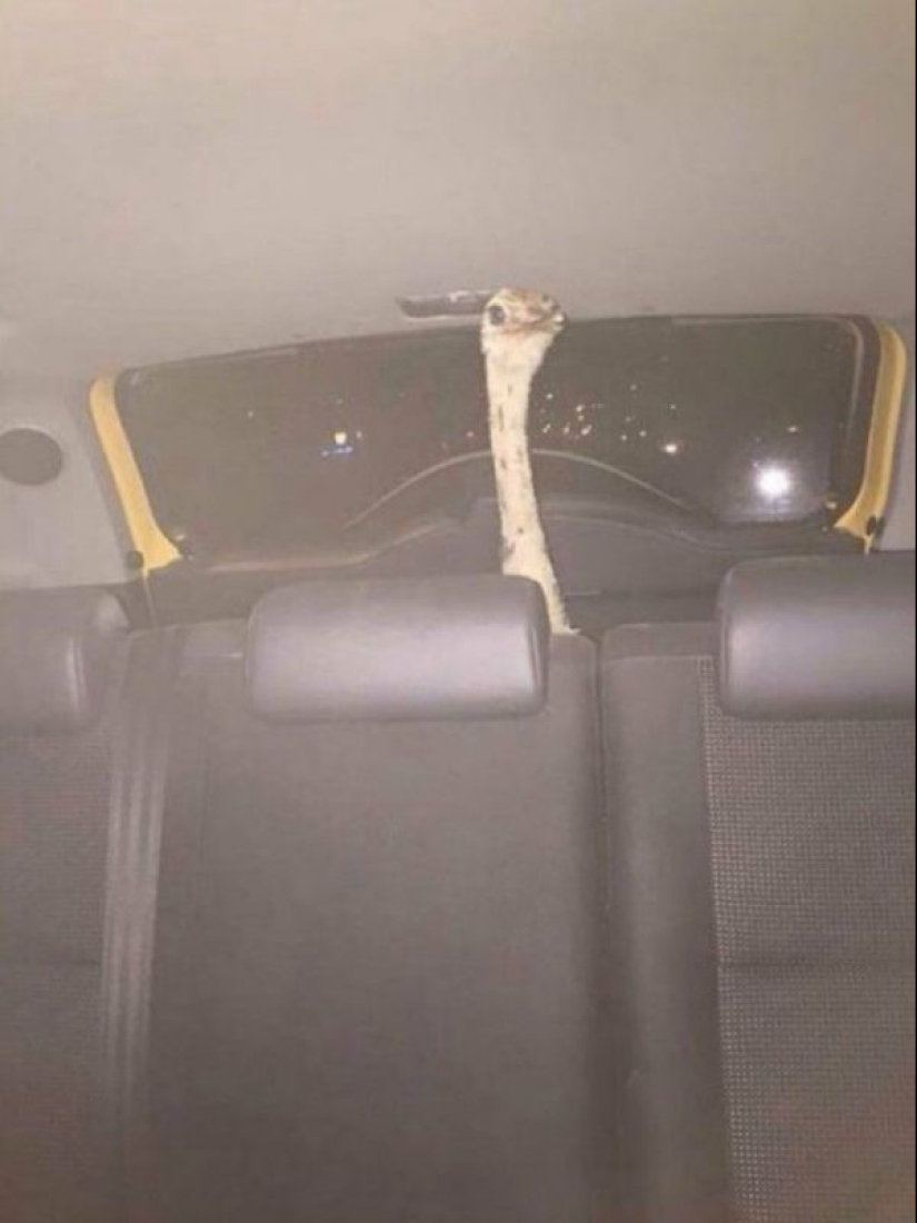 25 funny, strange and stupid actions of drunk people