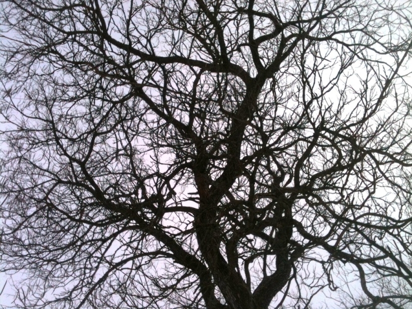 25 hechos increíbles sobre Suiza que probablemente no sabías 25 hechos increíbles sobre Suiza que probablemente no sabías