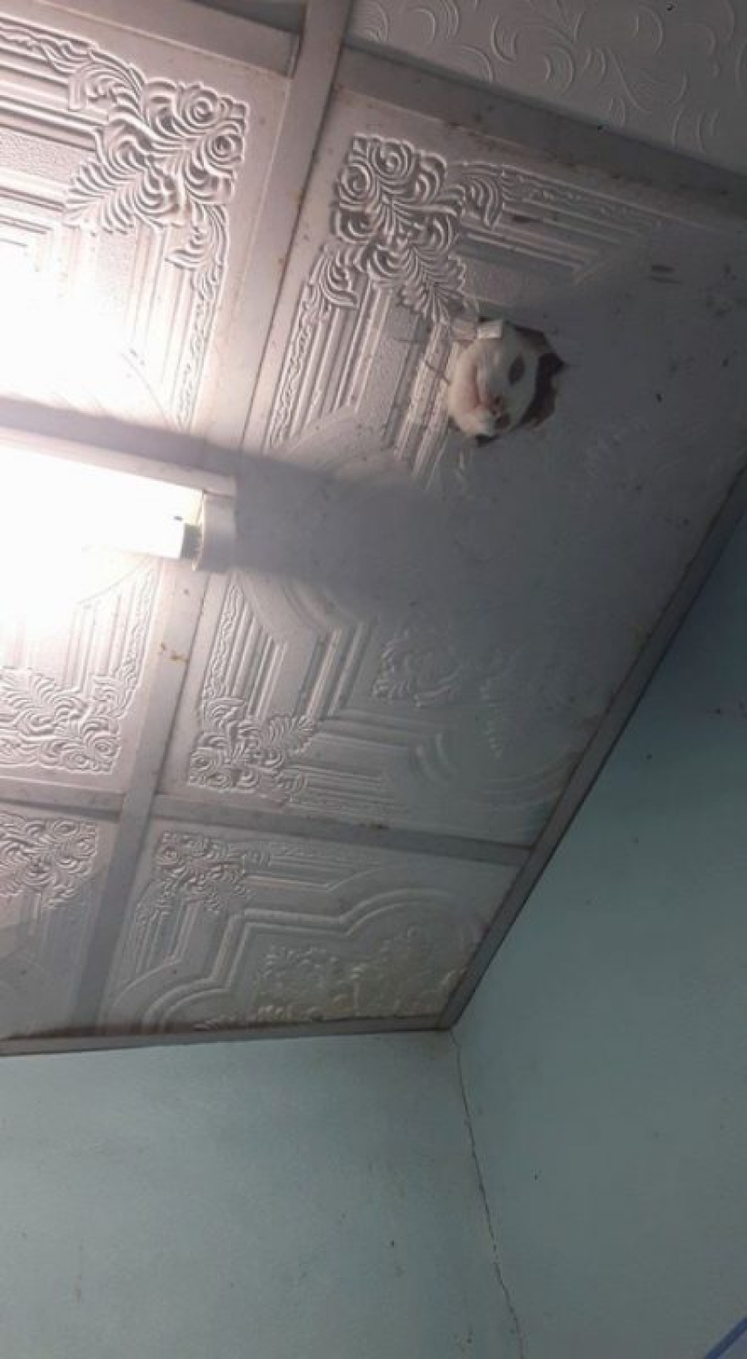 25 inocente cosas que casi causa un ataque al corazón