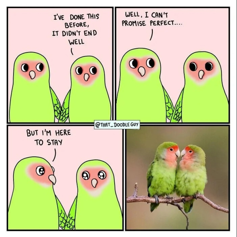 25 lindos cómics basados en memes fotográficos sobre animales 25 lindos cómics basados en memes fotográficos sobre animales