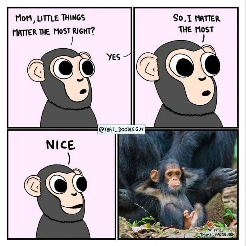 25 lindos cómics basados en memes fotográficos sobre animales 25 lindos cómics basados en memes fotográficos sobre animales