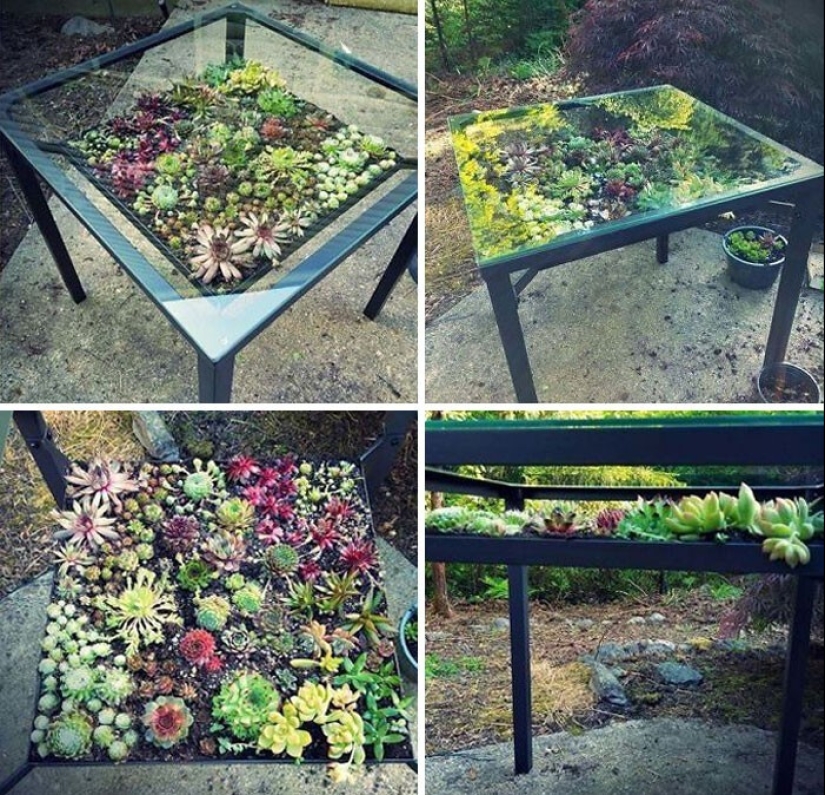 25 mesas con "jardines" de suculentas 25 mesas con "jardines" de suculentas