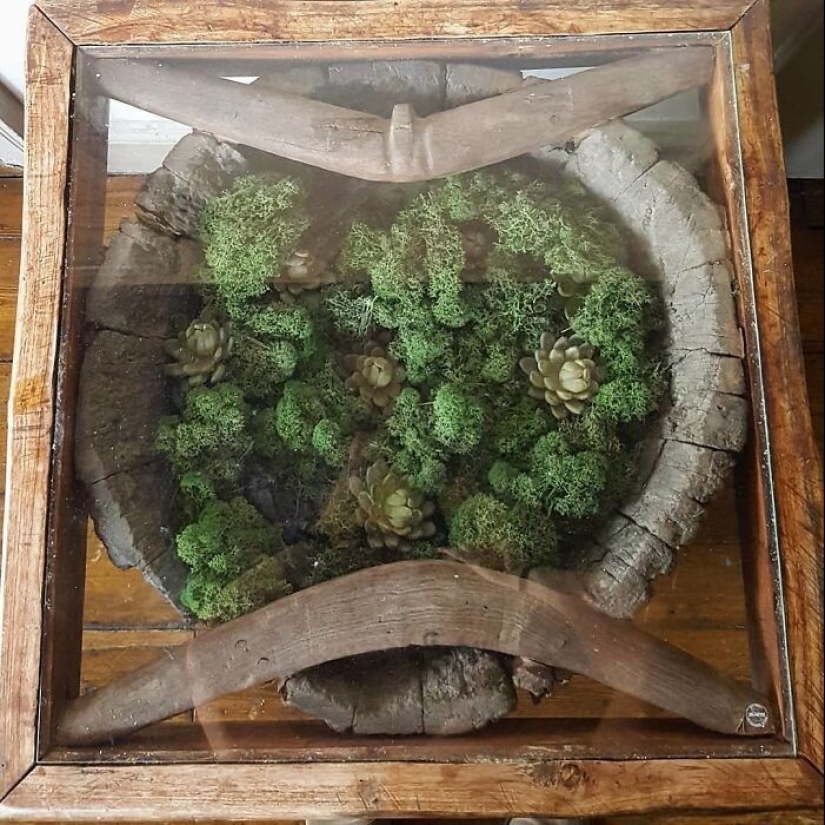 25 mesas con "jardines" de suculentas 25 mesas con "jardines" de suculentas