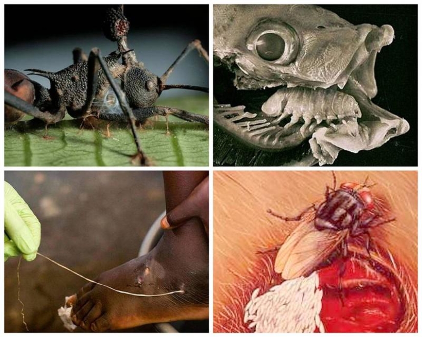 25 Most Unusual and Dangerous Parasites