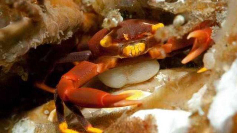 25 Most Unusual and Dangerous Parasites