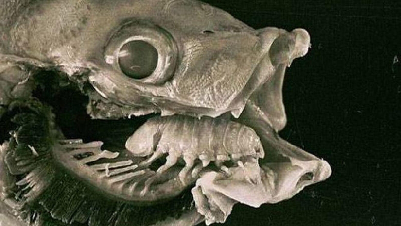 25 Most Unusual and Dangerous Parasites