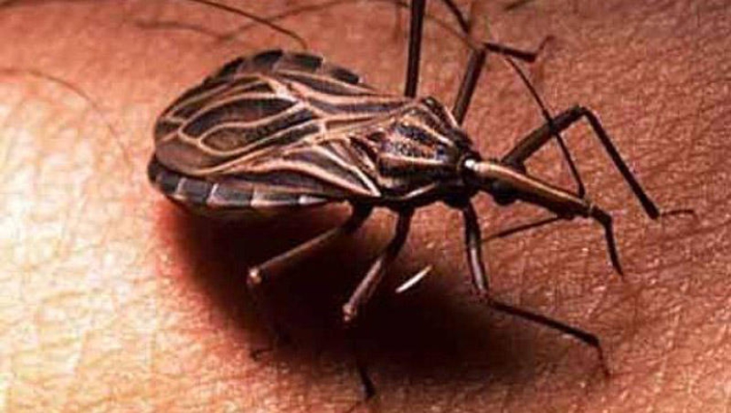 25 Most Unusual and Dangerous Parasites