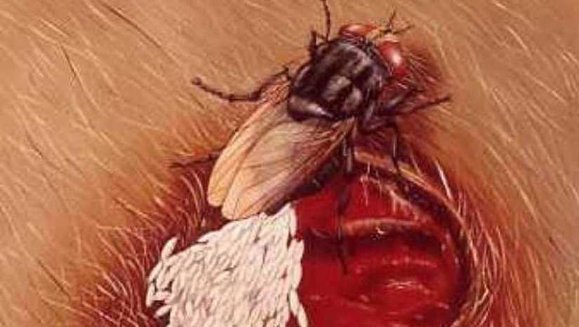 25 Most Unusual and Dangerous Parasites