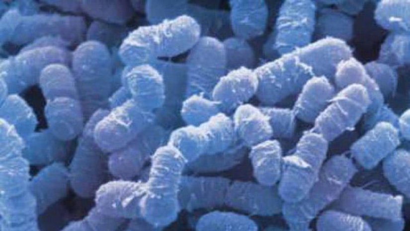 25 Most Unusual and Dangerous Parasites