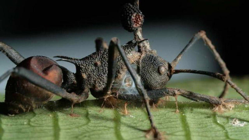 25 Most Unusual and Dangerous Parasites