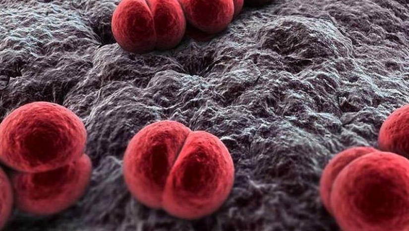 25 Most Unusual and Dangerous Parasites