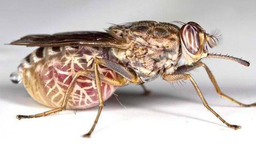 25 Most Unusual and Dangerous Parasites