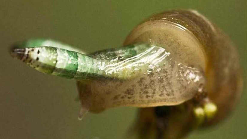25 Most Unusual and Dangerous Parasites