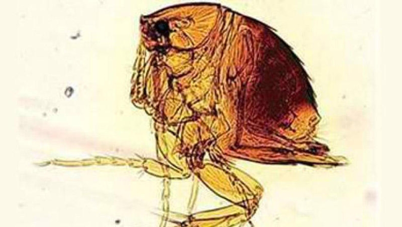 25 Most Unusual and Dangerous Parasites