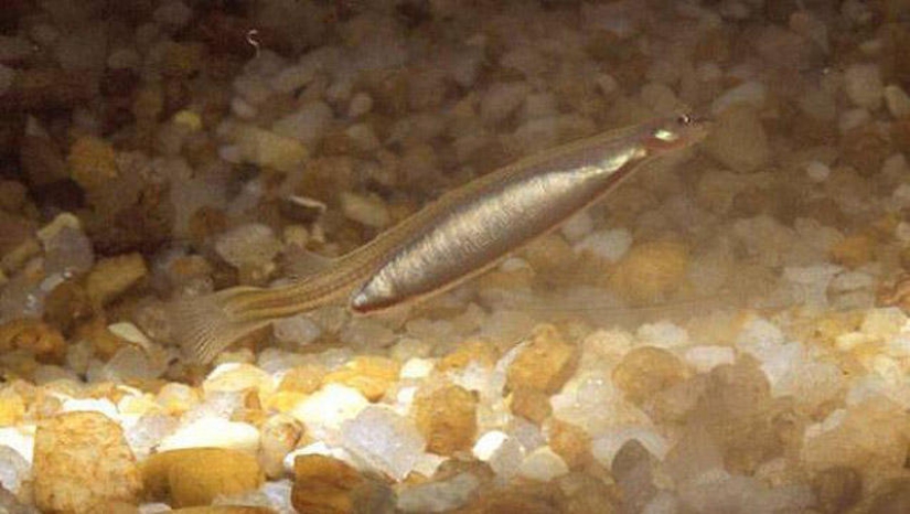 25 Most Unusual and Dangerous Parasites