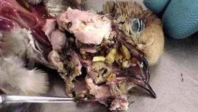 25 Most Unusual and Dangerous Parasites