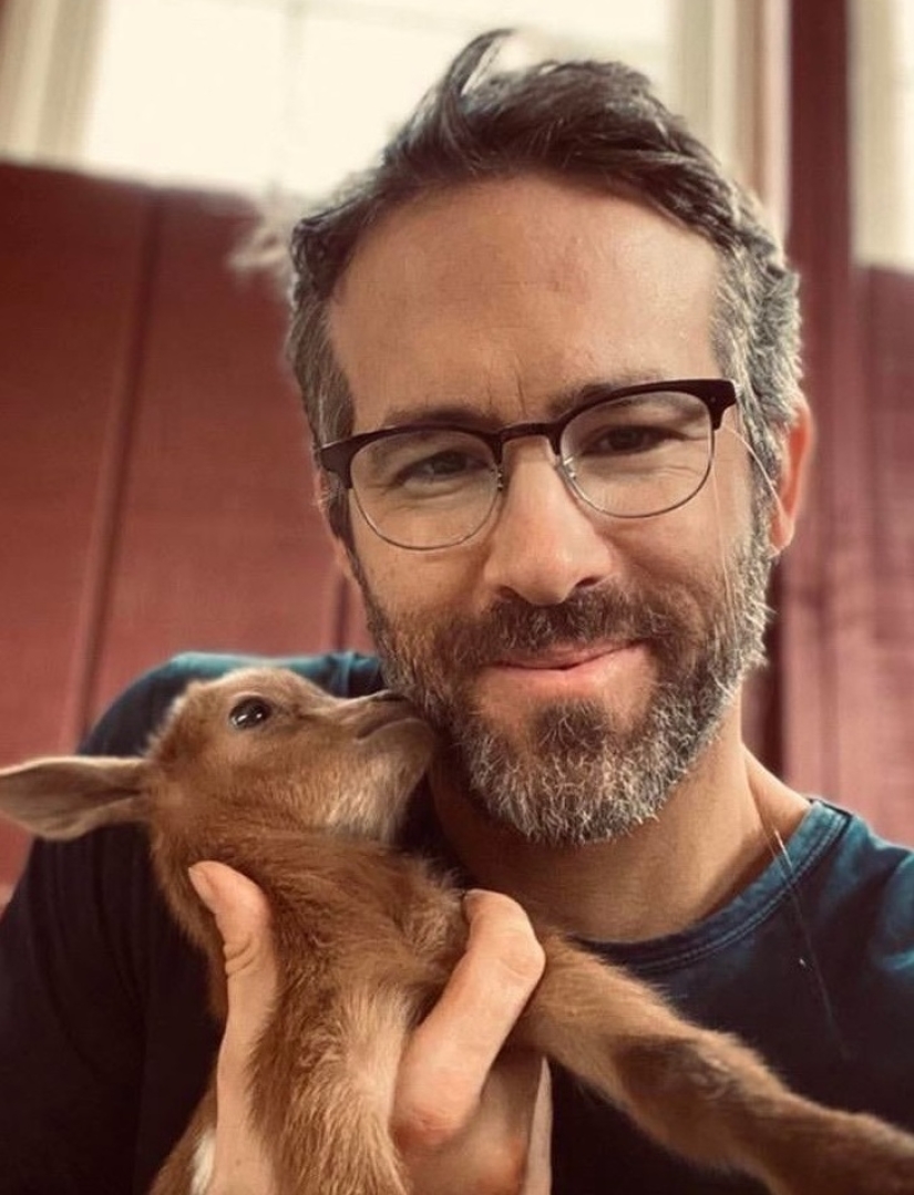 25 mullidas y lindas pruebas de que las cabras bebé pueden eclipsar a los gatitos y cachorros con su dulzura