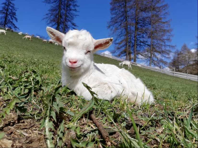 25 mullidas y lindas pruebas de que las cabras bebé pueden eclipsar a los gatitos y cachorros con su dulzura