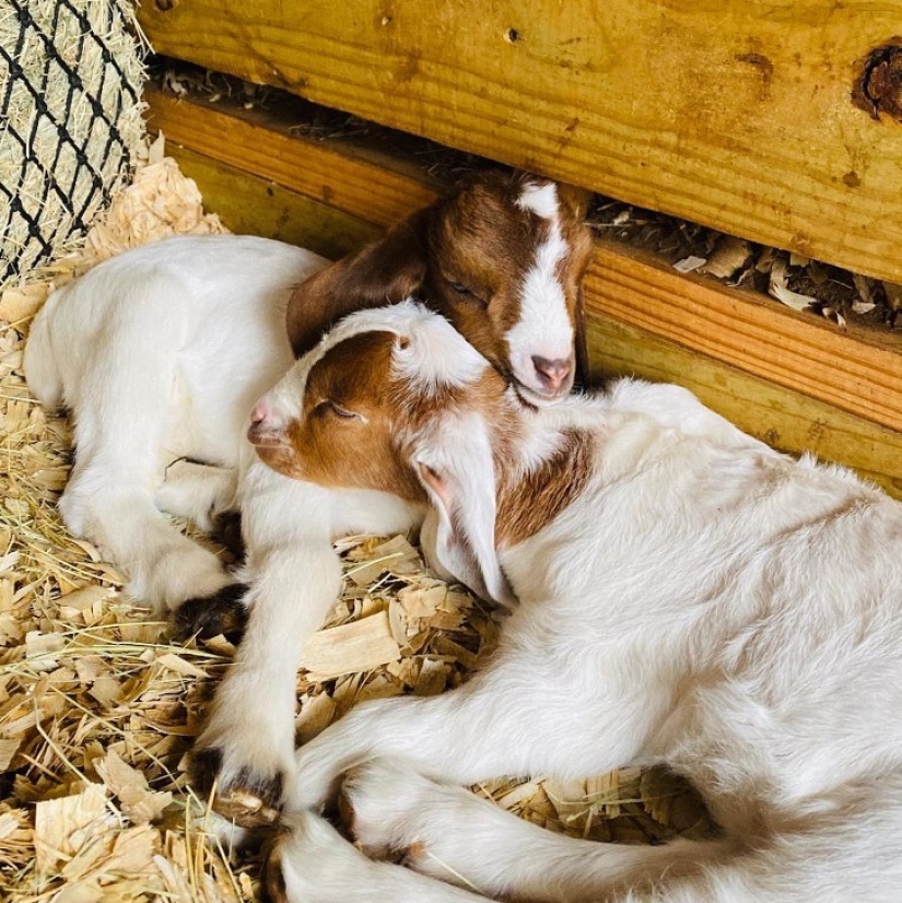 25 mullidas y lindas pruebas de que las cabras bebé pueden eclipsar a los gatitos y cachorros con su dulzura