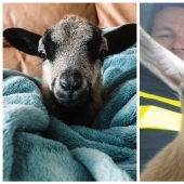 25 mullidas y lindas pruebas de que las cabras bebé pueden eclipsar a los gatitos y cachorros con su dulzura